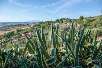Italian landscape, agave in the foreground