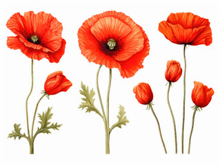 poppy collection set isolated on transparent background, transparency image, removed background