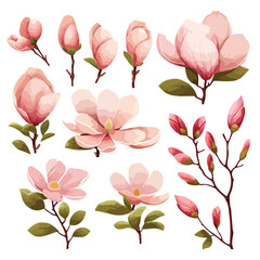 Pretty Magnolias Clipart isolated on white background