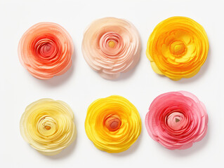 ranunculus collection set isolated on transparent background, transparency image, removed background