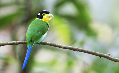 Beautiful colorful birds in nature Long-tailed Broadbill