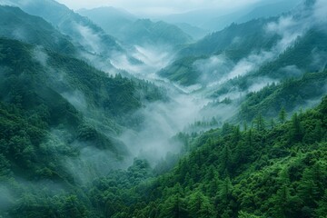 Bird's eye view of the Himalayan impenetrable jungle in dark green shades and fog.