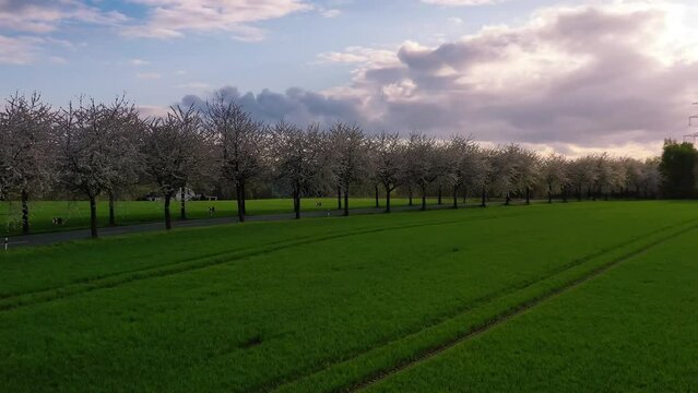 Aerial drone view of spring landscape a road among blossoming cherry alley near village and green fields. Germany countryside. High quality 4k footage