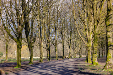 Late winter and early spring landscape, Nature cuve pathway through the wood, A row of bare trees along both side of walkways, Amsterdamse Bos (forest) A park in Amstelveen and Amsterdam, Netherlands.