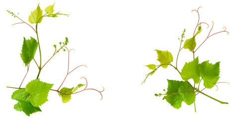 Obraz na płótnie Canvas Grapevine with bright green leaves isolated on white. Wide photo. There is free space for text. Collage.