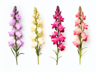 snapdragon collection set isolated on transparent background, transparency image, removed background