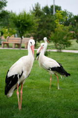 Storks in public park, Tashkent