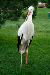 Fototapeta premium Stork in public park, Tashkent