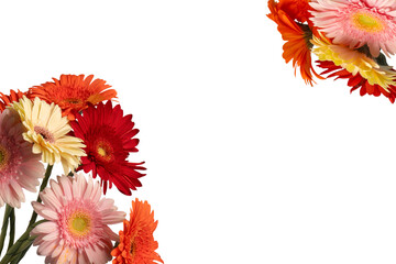 Bouquet of colorful gerbera flowers isolated on white.