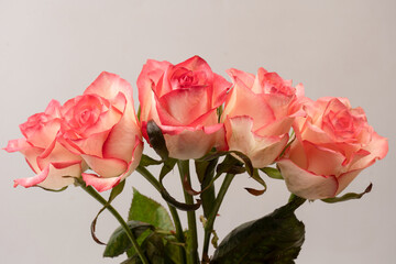 Pink and white  beautiful rose isolated on a white background.