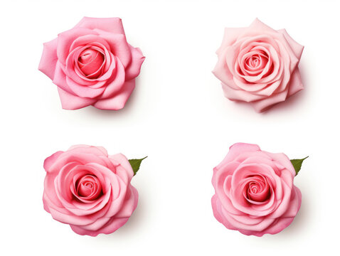 rose collection set isolated on transparent background, transparency image, removed background