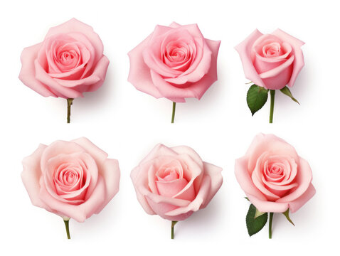 rose collection set isolated on transparent background, transparency image, removed background