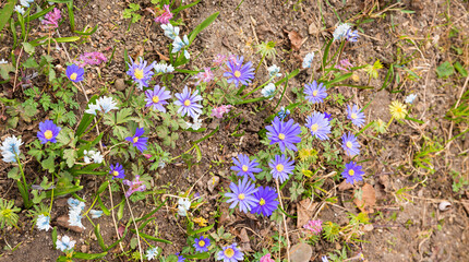 Liverwort spring flowers on the forest floor