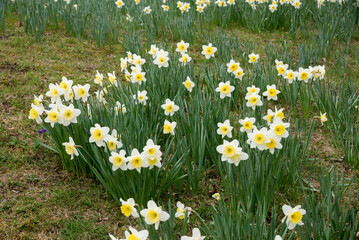 Fototapeta premium blooming narcissus flowers in the park