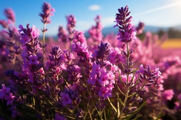 Groundcover of vibrant purple lavender flowers under a clear blue sky - Powered by Adobe