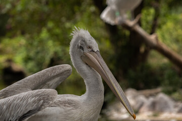 white pelican up close
