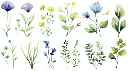 Botanical floral watercolor risk. Wildflower wild  - obrazy, fototapety, plakaty