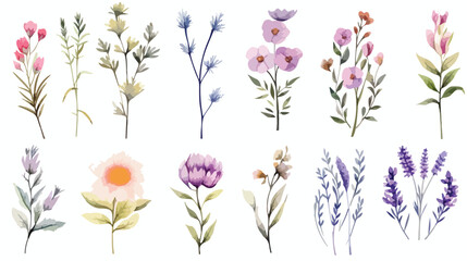 Botanical floral watercolor risk. Wildflower wild  - obrazy, fototapety, plakaty