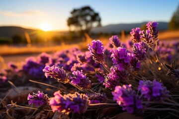 Purple flowers bloom in grassy field at sunset, under violet sky