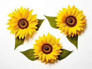 sunflower collection set isolated on transparent background, transparency image, removed background