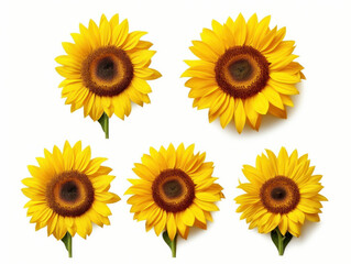 sunflower collection set isolated on transparent background, transparency image, removed background