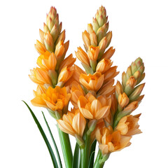 Curcuma zanthorrhiza flower isolated on transparent background With clipping path.3d render