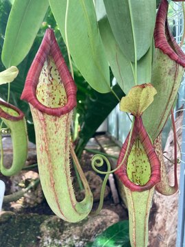 Carnivorous plant : urns of Nepenthes, close up
