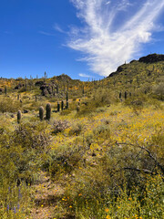 Wide vista of a field of desert wildflowers stretching up to the sky