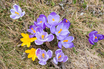 group of crocus flowers, yellow, purple and striped in dry grass