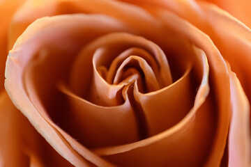 close up of rose petals