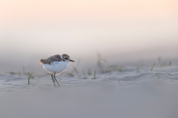 waders or shorebirds, kentish plover (Charadrius alexandrinus) on the beach.