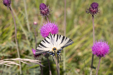 The scarce swallowtail (Iphiclides podalirius)  butterfly belonging to the family Papilionidae