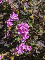 flowers in the garden