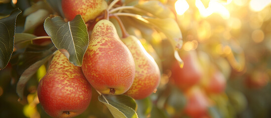 Ripe sweet juicy pears on the tree close up. Pear harvest,  fruit garden. Sun light on background.