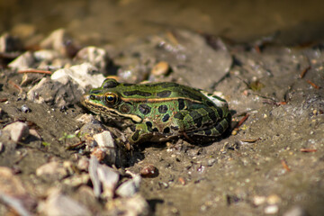 frog on the ground