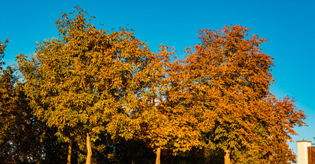 Fototapeta premium Autumn or indian summer view at Mount Bogenberg, Bogen, Danube, Bavaria, Germany