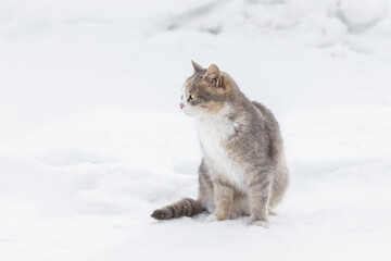 Cat outdoors in snowy winter. Cat siting in snow near fir tree. - 757445819