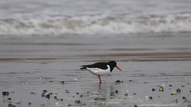 Waves with white surf roll from the sea on the sandy beach. An oystercatcher is scavenging for food as the tide goes out on a cold windy day.