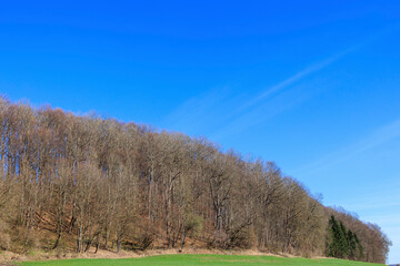 A bare deciduous forest on a hill near Siebnach on a sunny spring day with a blue sky