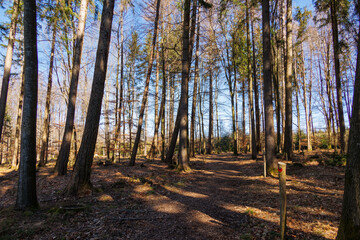 Natural cemetery near Markt Wald on a sunny spring day