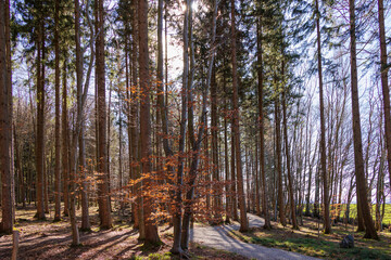 Obraz premium Natural cemetery near Markt Wald on a sunny spring day