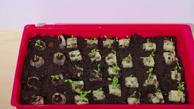 View of parsley seed germination in container from rockwool cubes.
