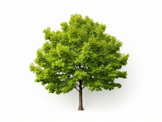 beech tree isolated on transparent background, transparency image, removed background