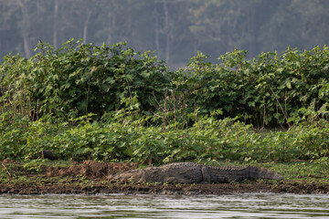 Marsh Crocodile - Crocodylus palustris, large iconic lizard from South Asian swamps, marshes and lakes, Nagarahole Tiger Reserve, India. - 757450049