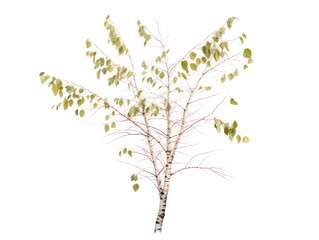 birch tree isolated on transparent background, transparency image, removed background