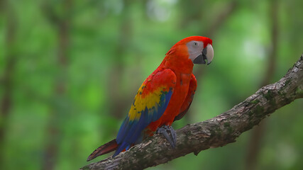 Most colorful single macaw or parrot birds With nature background