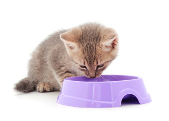 Little kitten eat from a bowl.