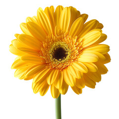 Yellow Gerbera Daisy, transparent png, spring flowers, closeup of a yellow gerbera daisy, yellow flower