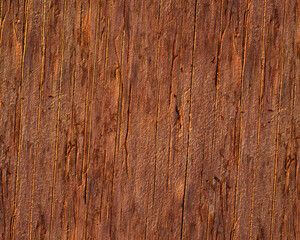Pattern and structure of pine bark. Detail shot.