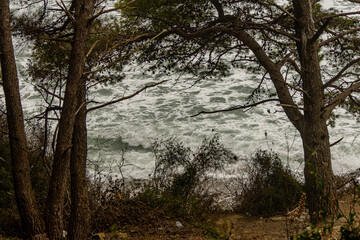 trees and sea